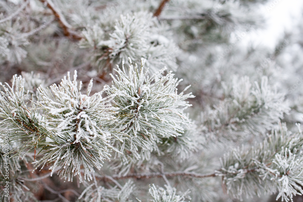 Coniferous branches covered with hoarfrost Coniferous branches covered with hoarfrost