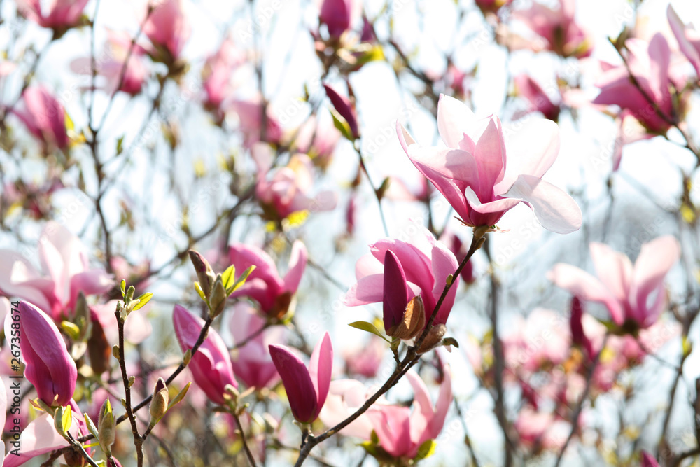 Image of flowers, a beautiful pink magnolia blooms in spring park Image of flowers, a beautiful pink magnolia blooms in spring park