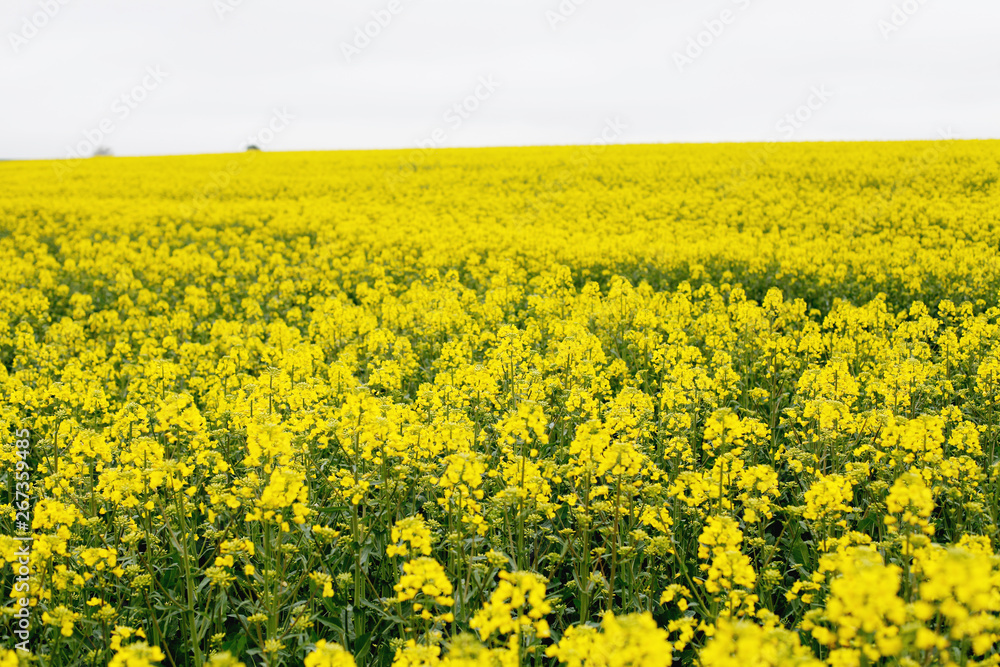 Yellow field rapeseed in bloom. Canola flowers Yellow field rapeseed in bloom. Canola flowers