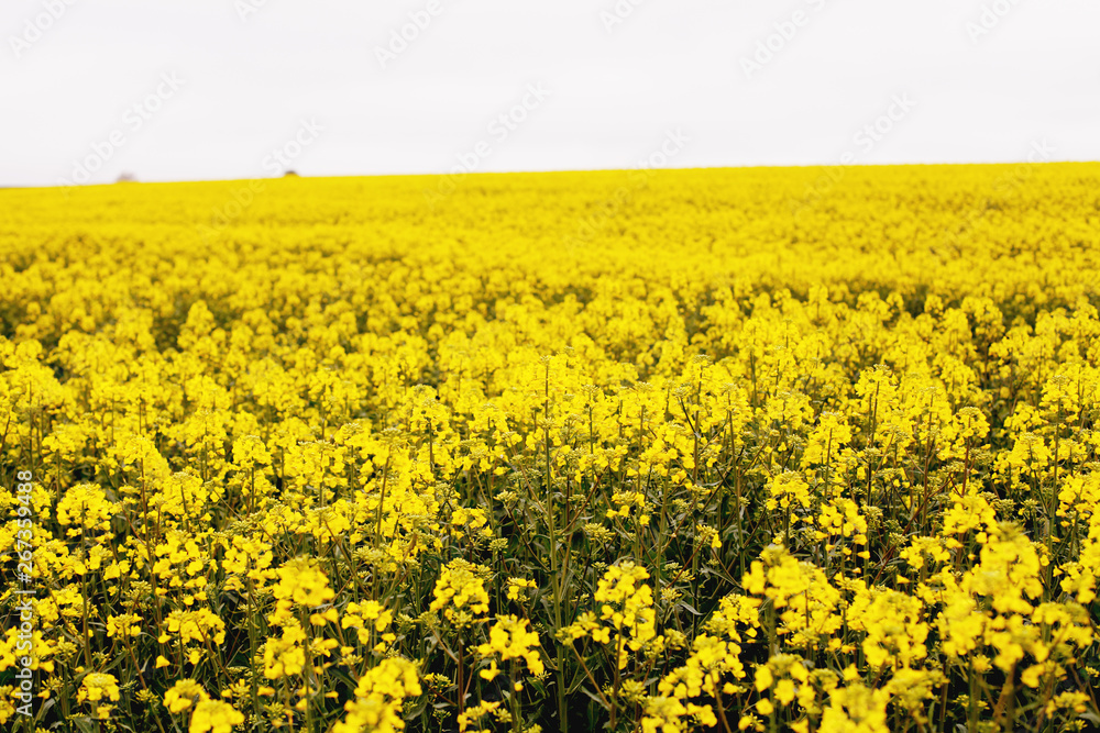 Yellow field rapeseed in bloom. Canola flowers Yellow field rapeseed in bloom. Canola flowers