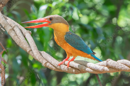 Close up of Stork-billed Kingfisher (Pelargopsis capensis) in nature of Thailand
