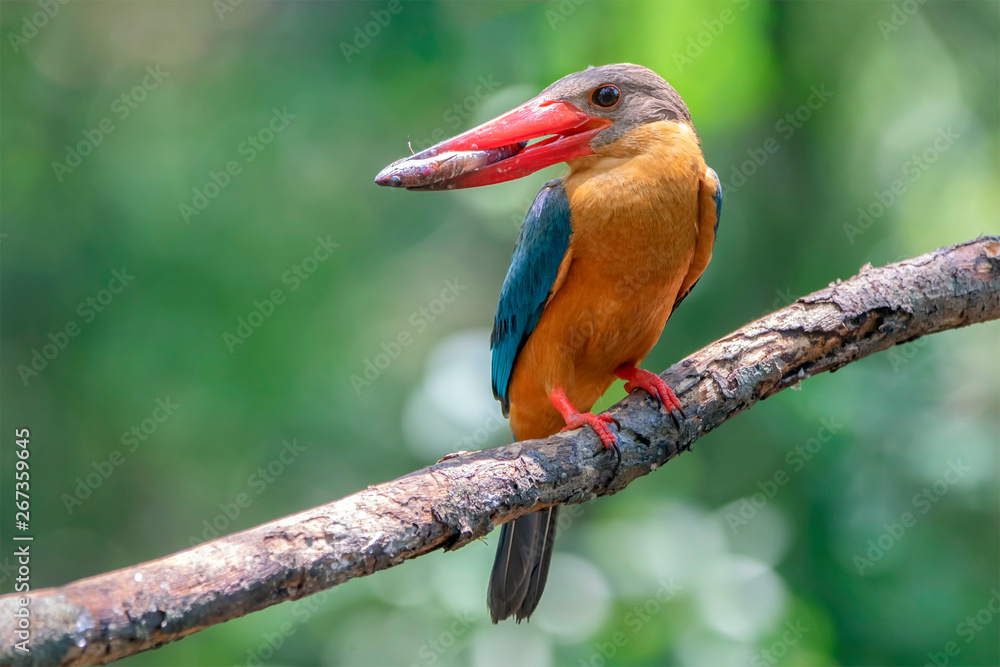 Obraz premium Birds that are catching fish as food Stork-billed Kingfisher