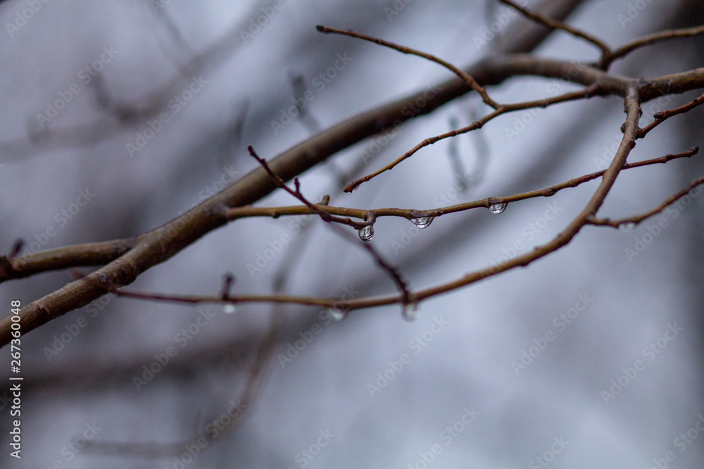 DROPS OF WATER IN A BRANCH