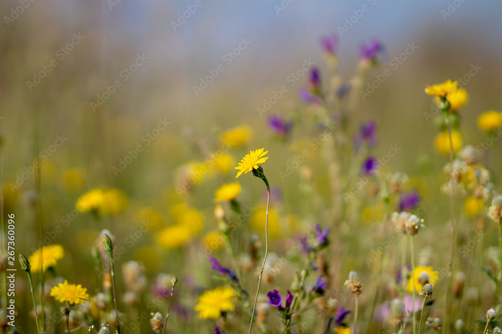 Fototapeta premium YELLOW FLOWERS ON A SPRING DAY
