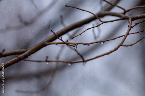 DROPS OF WATER IN A BRANCH