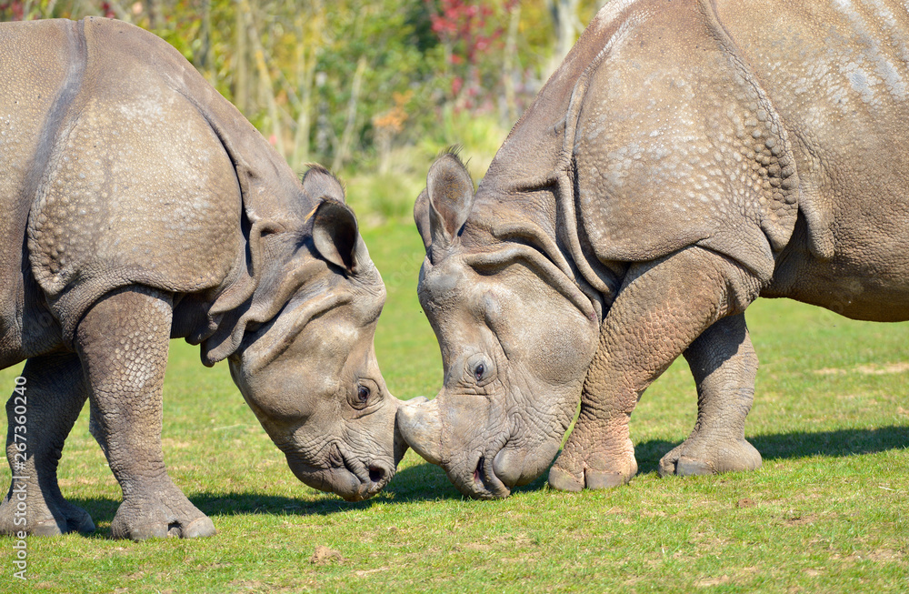 Fototapeta premium Closeup two Indian rhinoceros (Rhinoceros unicornis) seen from profile, muzzle against muzzle