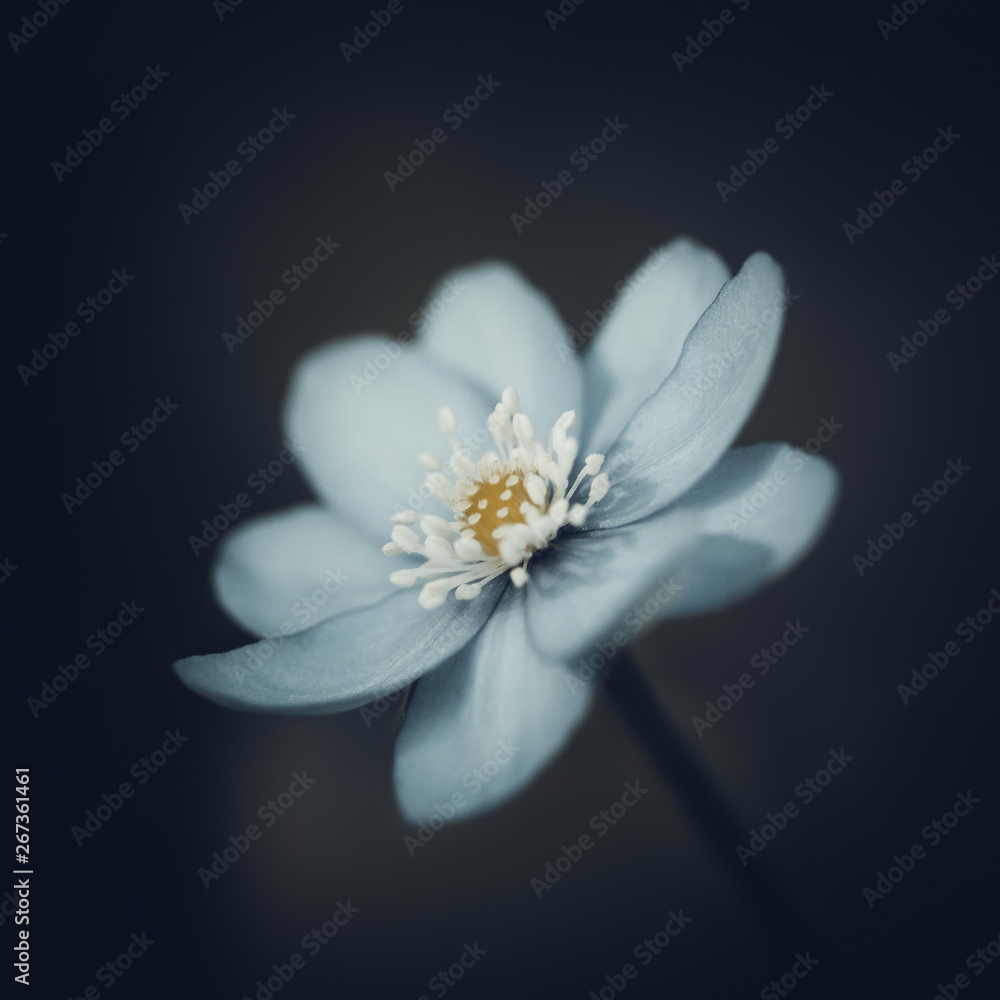 Blue hepatica on a dark black blurred background. Spring flower with white stamens. Macro close-up, side view. Blue hepatica on a dark black blurred background. Spring flower with white stamens. Macro close-up, side view.
