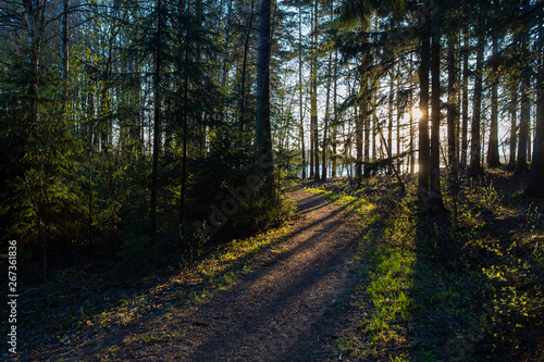 Fototapeta Naklejka Na Ścianę i Meble -  Mystical forest during sunset. Long shadows and path going to the direction of sunlight.