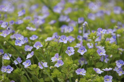 blue flowers in the garden