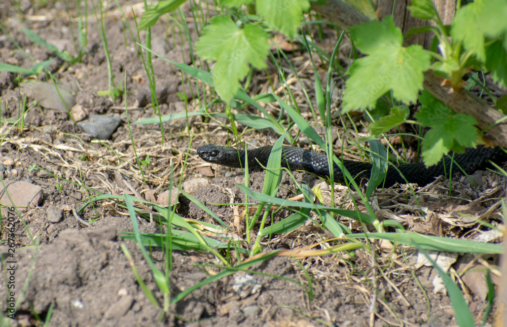 A poisonous Viper in the Bush threatens to kill all living things. A poisonous Viper in the Bush threatens to kill all living things.