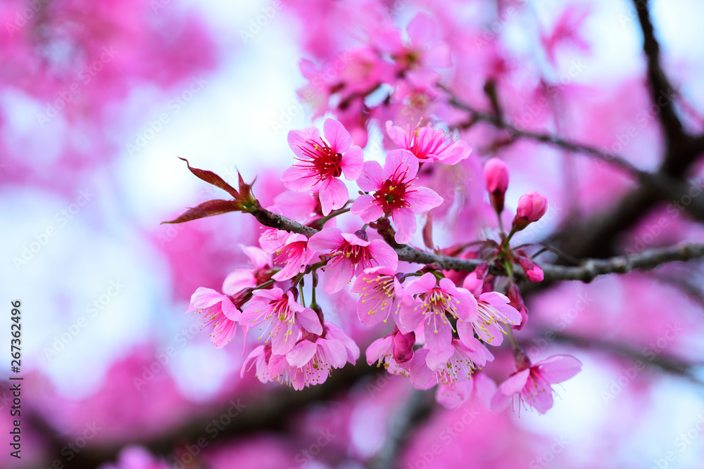 Beautiful of close up Wild Himalayan Cherry. Pink Thai Cherry blossom in tropical forest in northern Thailand. Beautiful of close up Wild Himalayan Cherry. Pink Thai Cherry blossom in tropical forest in northern Thailand.