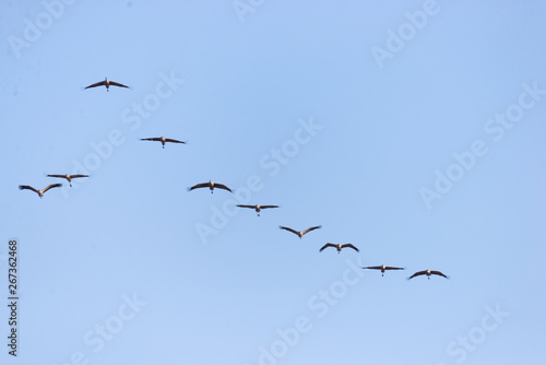 Wild cranes in flight in spring on a sunny day