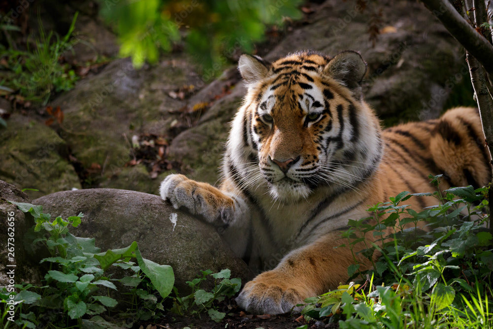 Fototapeta premium Tygrys syberyjski Panthera tigris altaica