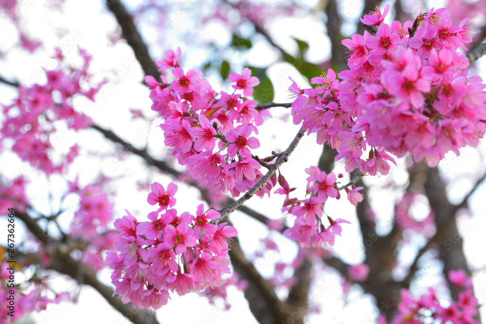 Obraz premium Beautiful of close up Wild Himalayan Cherry. Pink Thai Cherry blossom in tropical forest in northern Thailand.