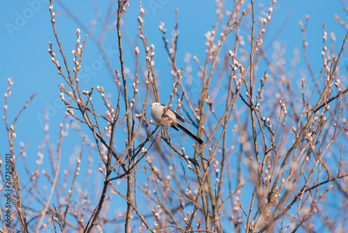 tit sits on branches at sunset in spring © dmitriydanilov62