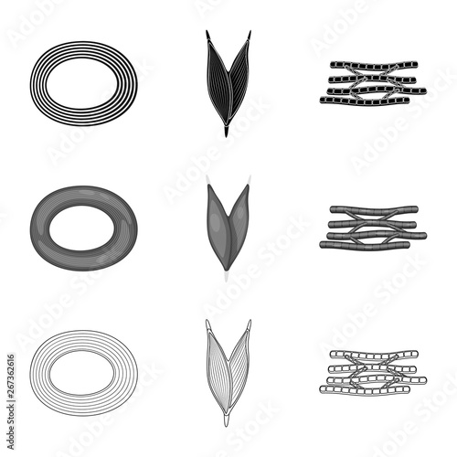 Vector design of fiber and muscular symbol. Collection of fiber and body  vector icon for stock.
