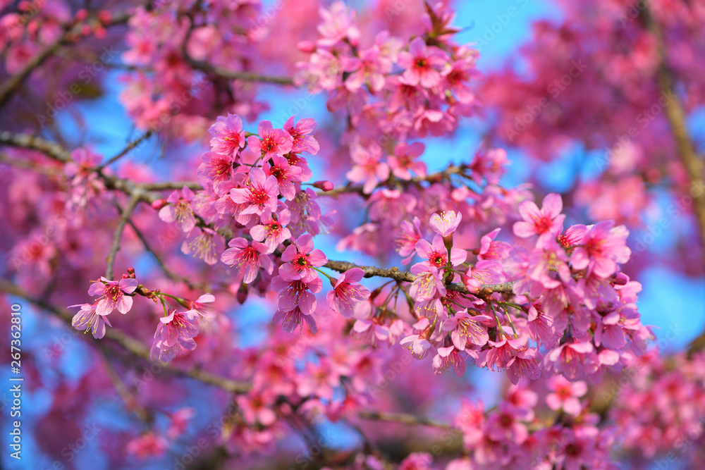 Beautiful of close up Wild Himalayan Cherry. Pink Thai Cherry blossom in tropical forest in northern Thailand. Beautiful of close up Wild Himalayan Cherry. Pink Thai Cherry blossom in tropical forest in northern Thailand.