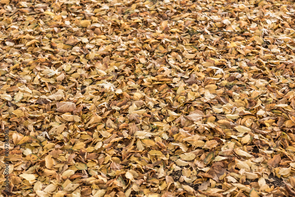 autumn leaves on the ground in the forest
