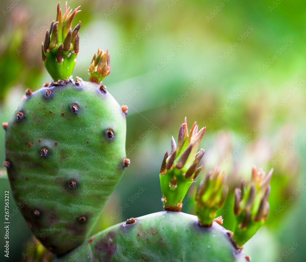 Cactus. Succulent plant.