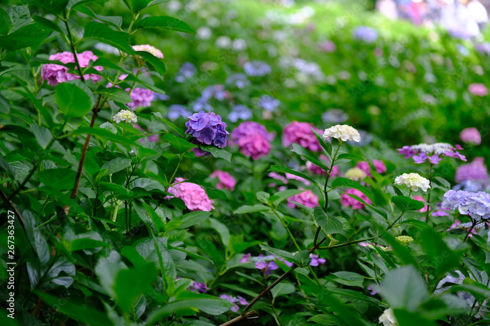 埼玉 権現堂の紫陽花（あじさい）