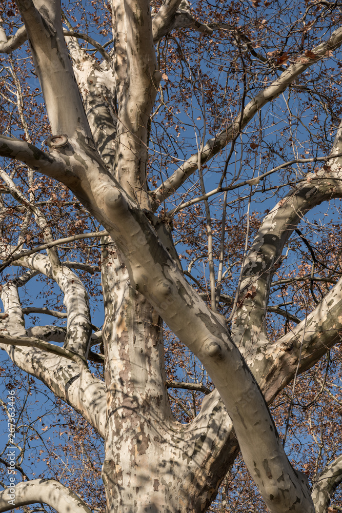 autumn tree branches of plane tree in sun light autumn tree branches of plane tree in sun light