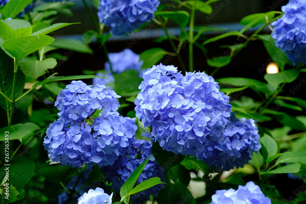 埼玉 権現堂の紫陽花(あじさい) 埼玉 権現堂の紫陽花(あじさい)