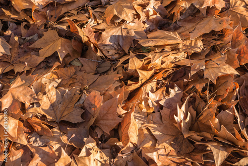brown leaves on the ground in autumn