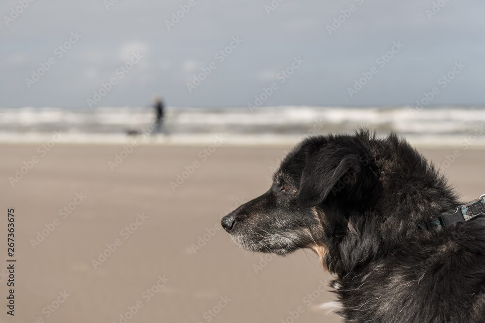 Fototapeta premium dog walk on north sea beach