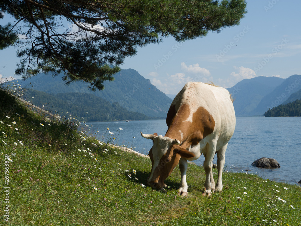 Grazing cow on the Altai hills near lake