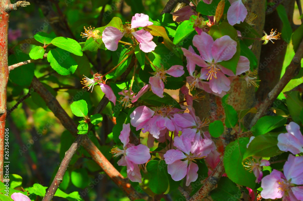 Pink flowers of the Apple-tree Pink flowers of the Apple-tree