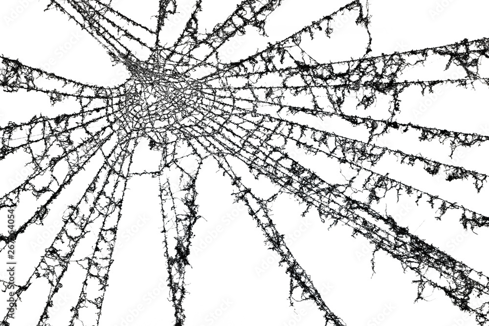 Fototapeta premium Old dusty abandoned spiderweb / cobweb on a white background