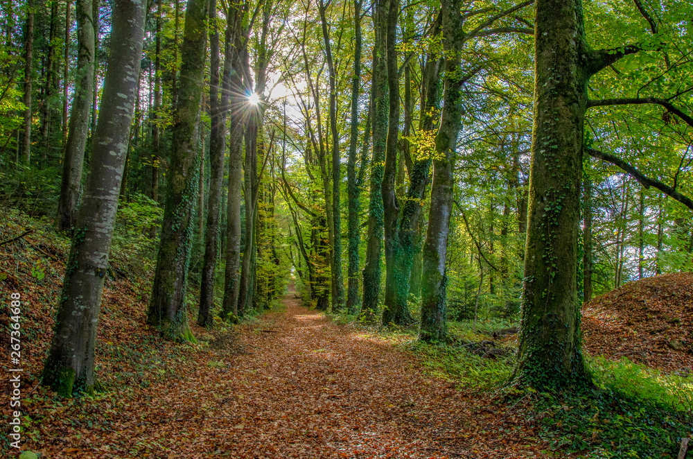 Sous-bois ensoleillé