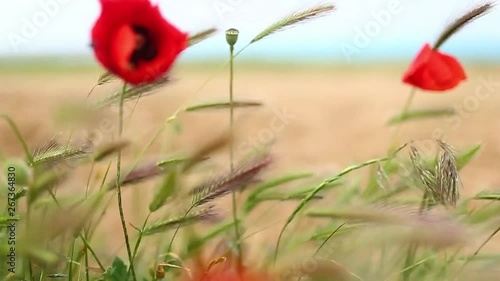 Poppies swing in the wind 2