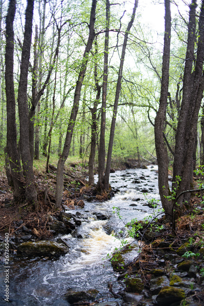 forest river