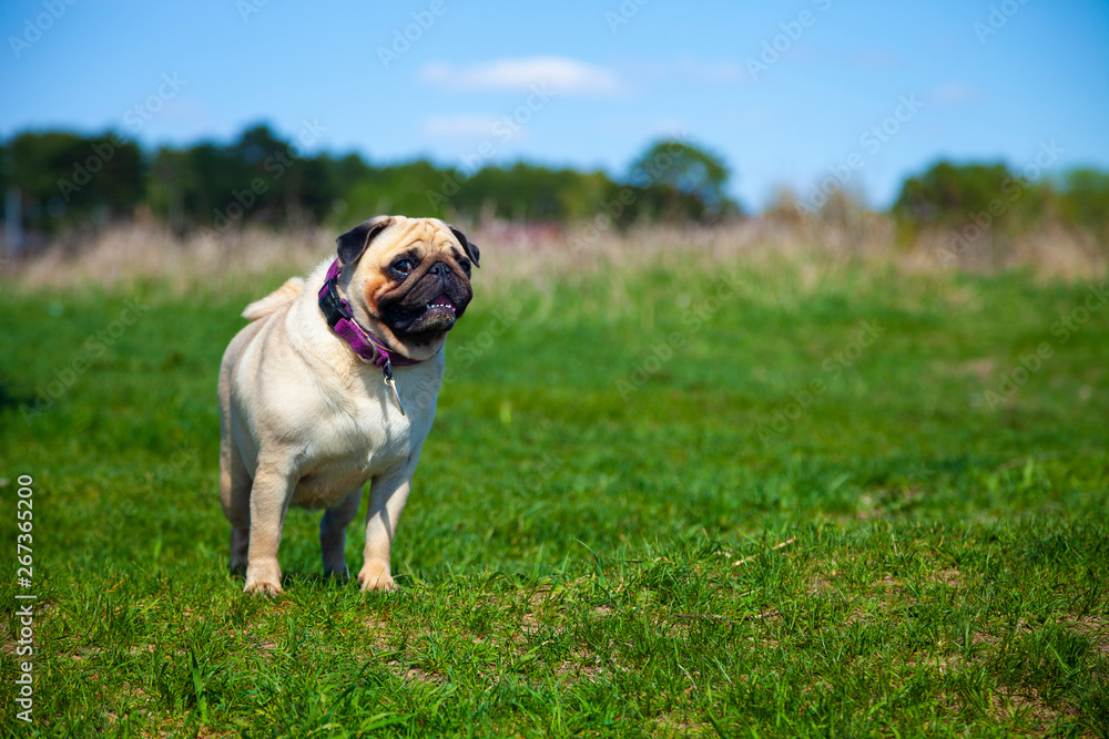 Pug dog stands on green grass.