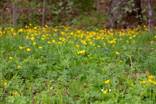 field with yellow blossom flowers.