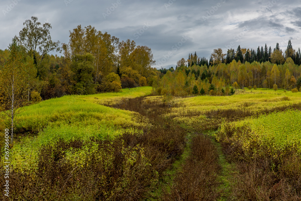Fototapeta premium A field of young green nettle on the background of the forest and the cloudy sky in the mountains