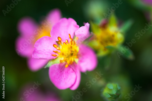 Pink flowers in the summer meadow