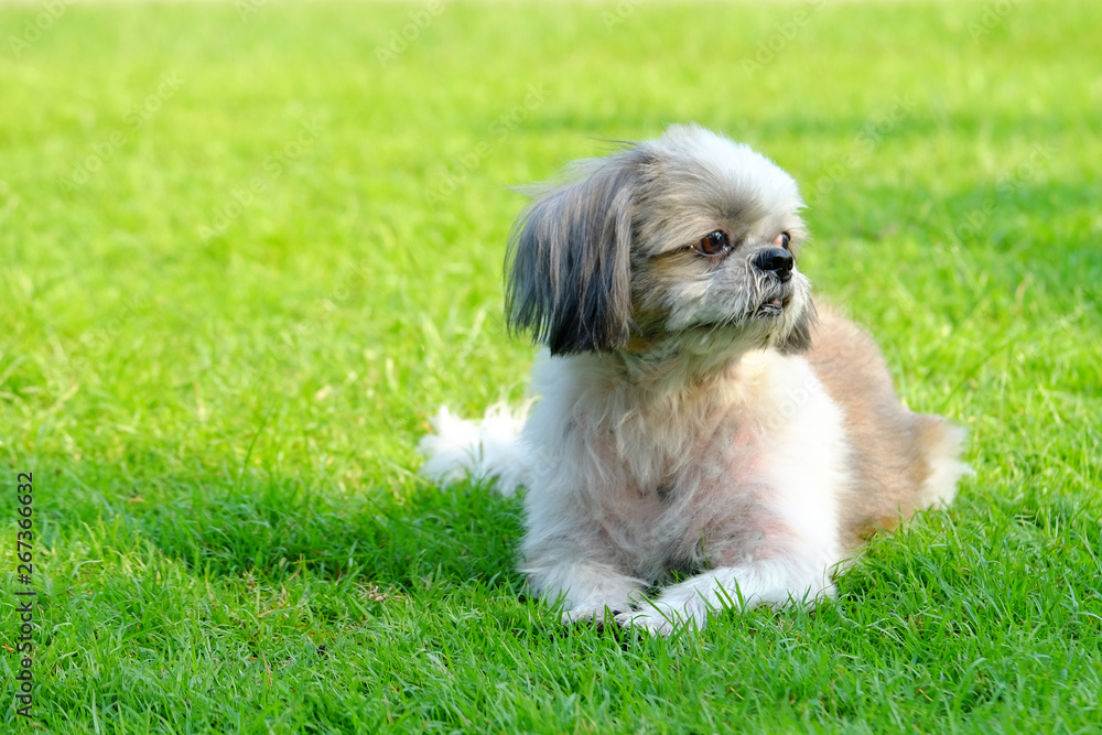 Young Shih Tzu dog sitting and waiting on fresh green grass field