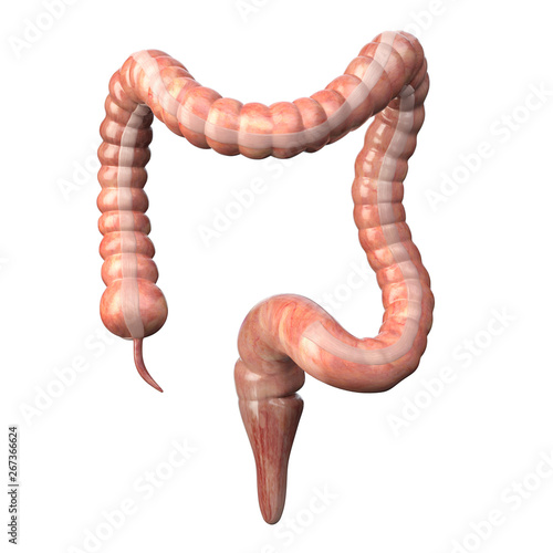 Foto Large intestine medically accurate isolated on white