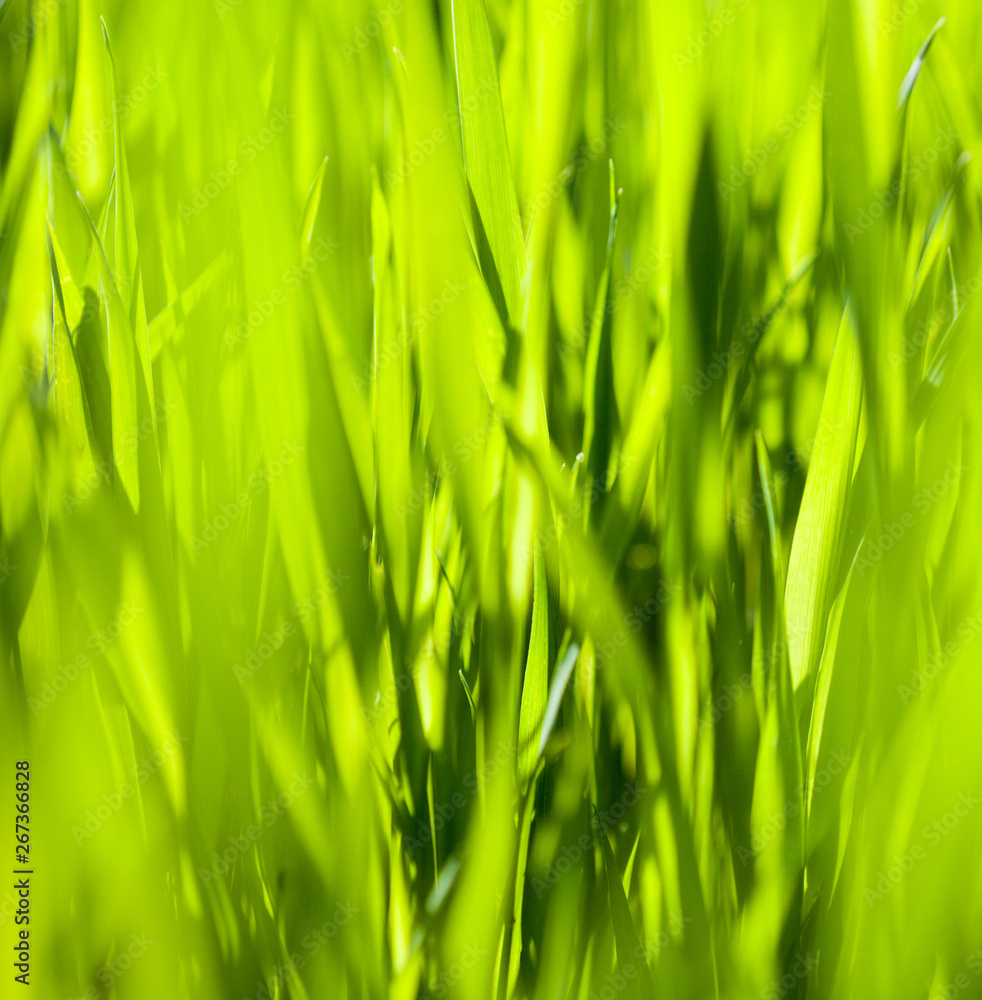 Green grass in the sunny day