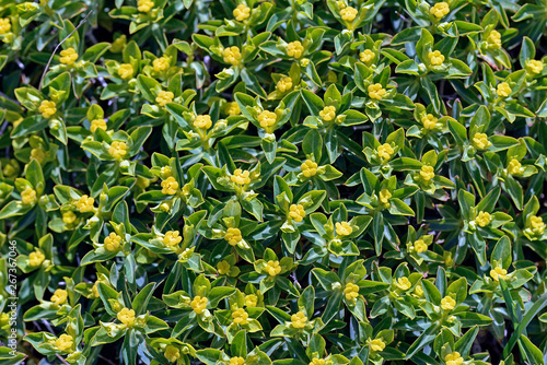 Euphorbia acanthothamnos – Greek spiny spurge, Crete photo