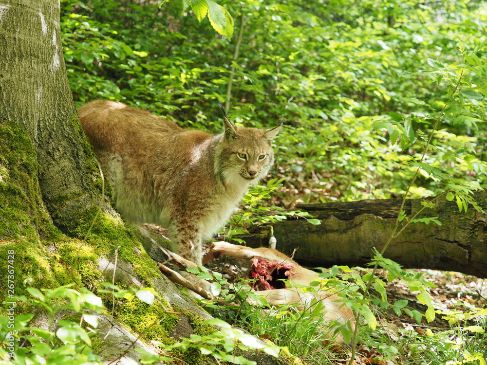 Fototapeta premium Luchs mit erbeutetem Reh