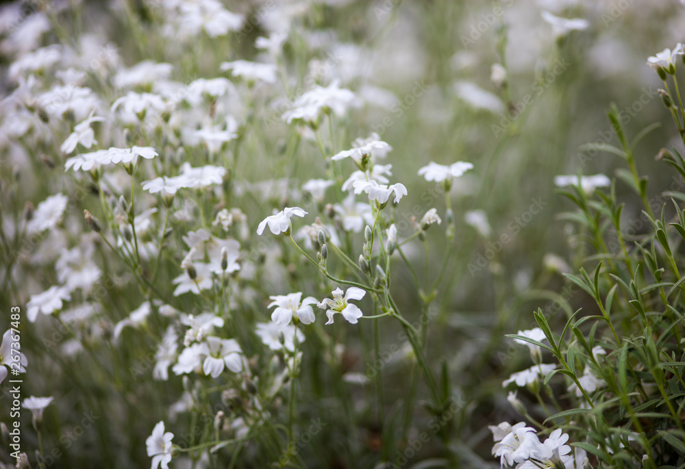 White flowers of cerastium