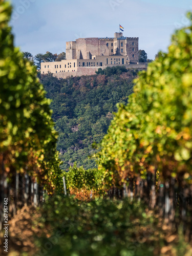Weinreben vor Hambacher Schloss