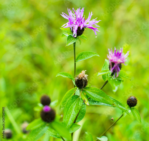 Knapweed (cornflower) flower photo