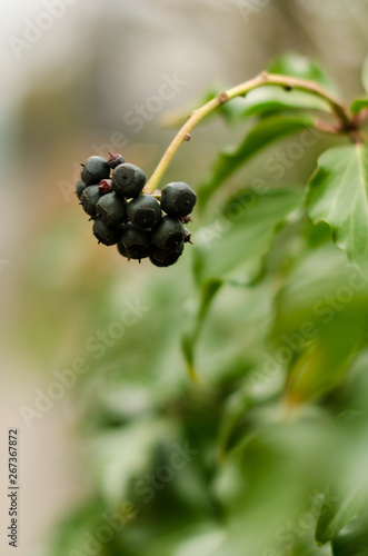 black berries