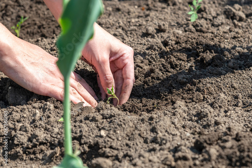 A woman is planting tomato seedlings and using her hands to tamp the ground for better rooting of the sprouts.