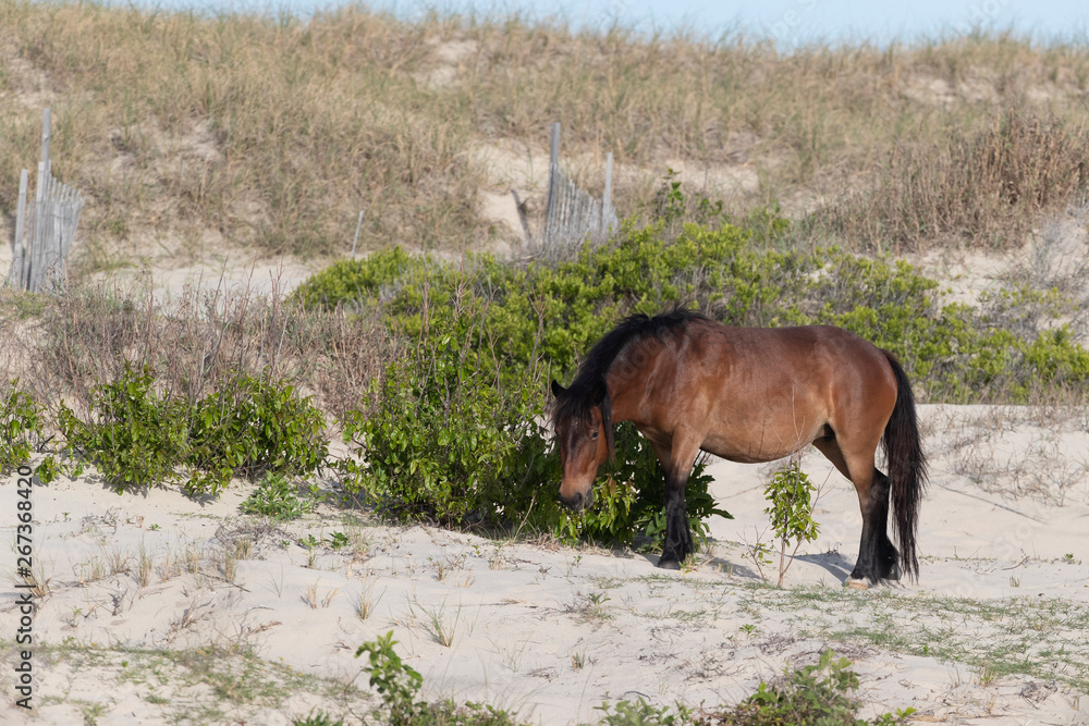 Fototapeta premium Wild Horses on the Northern End of the Outer Banks in the Sand Dunes at Corolla North Carolina