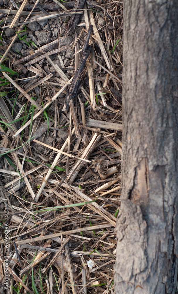 Dry grass in the forest against the backdrop of a tree branch Dry grass in the forest against the backdrop of a tree branch